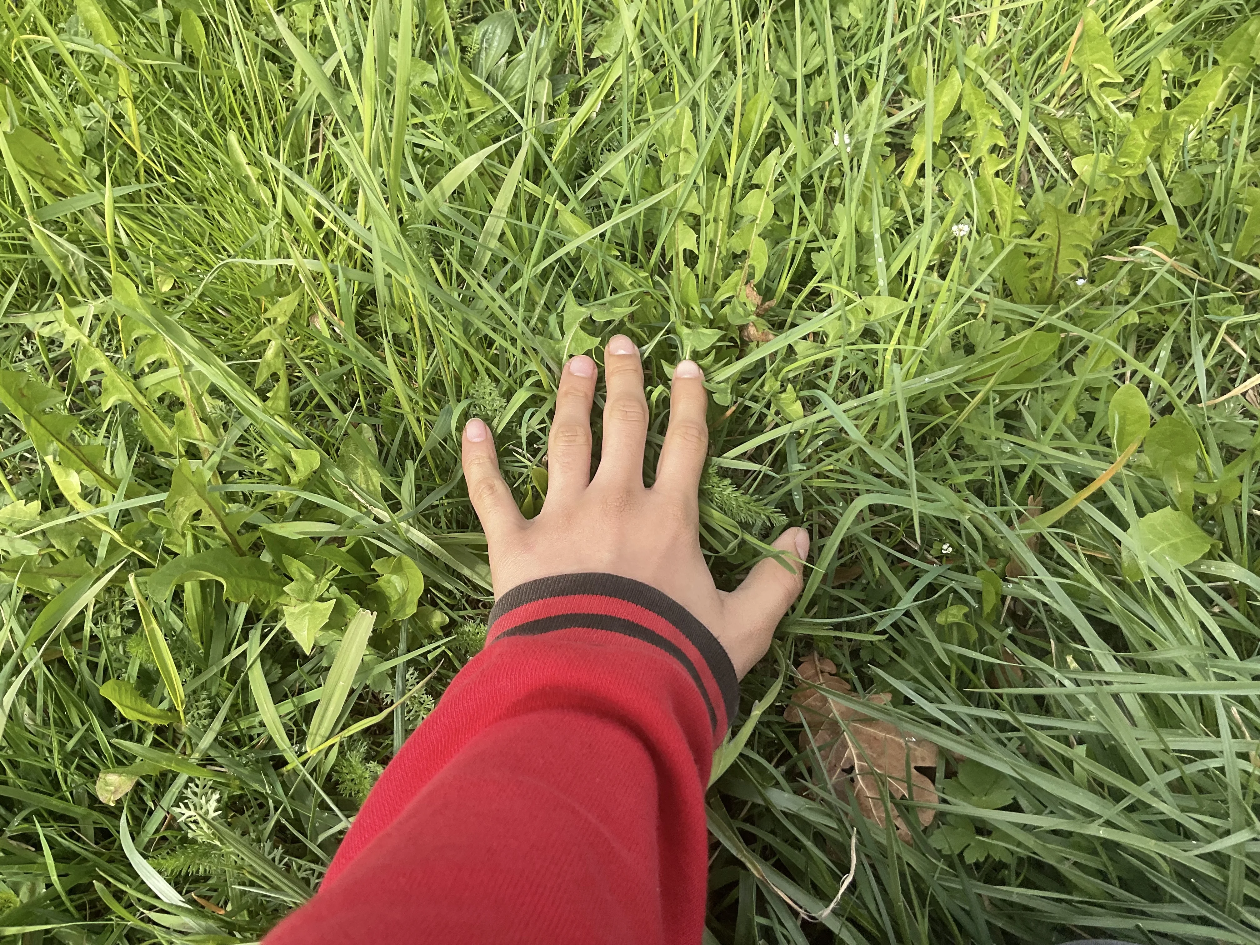 Anyone wanna join touching Grass?